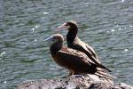 Two Brown Boobies - Photo Credit: Photo by Karl Callwood on Unsplash