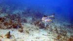 Remora - Photo Credit: Photo by Karl Callwood on Unsplash