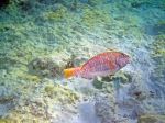 ellowtail Parrotfish - Photo Credit: Photo by Karl Callwood on Unsplash