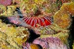 Rough Fileclam at Wye Reef - Photo Credit: Photo by Karl Callwood on Unsplash