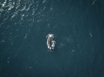 Whale - Photo Credit: Photo by Will Turner on Unsplash