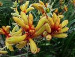 Kangaroo Paw - Photo Credit: Photo by Don Ricardo on Unsplash