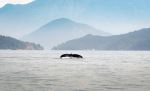Humpback Whale - Photo Credit: Photo by Luc Tribolet on Unsplash