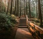 Lynn Canyon Park - Photo Credit: Photo by Samuel Werstak on Unsplash