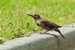 Red-shafted Northern Flicker - Photo Credit: Photo by Ana Karla Parra on Unsplash