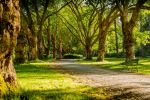 Stanley Park - Photo Credit: Photo by Mike Benna on Unsplash