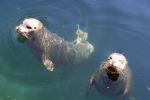 Harbor seals - Photo Credit: Photo by Mark Raptapolus on Unsplash