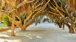 Jardin d'Essai du Hamma - Photo Credit: Photo by Azzedine Rouichi on Unsplash