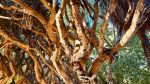 Jardin d'Essai du Hamma - Photo Credit: Photo by Azzedine Rouichi on Unsplash