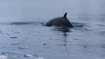 Minke Whale - Photo Credit: Photo by Rowan Simpson on Unsplash