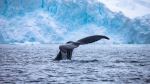 Whale - Photo Credit: Photo by Lee Kelai on Unsplash