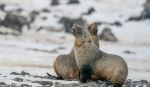 Fur Seals - Photo Credit: Photo by Bob Brewer on Unsplash
