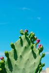 Prickly Pear Cactus - Photo Credit: Photo by Lisa Muñoz-Johnston on Unsplash