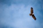 Brahminy Kite Eagle - Photo Credit: Photo by Nidheesh Kavalan on Unsplash