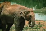 Bannerghatta National Park - Photo Credit: Photo by Mugilan photography on Unsplash