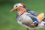 Mandarin Duck at Tierpark Lange Erlen - Photo Credit: Photo by Rapha Wilde on Unsplash