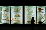 Natural History Museum of Bern - Photo Credit: Photo by Simon Infanger on Unsplash