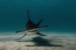Great Hammerhead Shark - Photo Credit: Photo by Gerald Schömbs on Unsplash