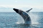 Whale - Photo Credit: Photo by Todd Cravens on Unsplash