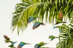 Macaws - Photo Credit: Photo by Ricky Beron on Unsplash