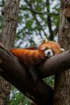 Red panda - Photo Credit: Photo by Emma Lau on Unsplash
