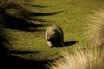 Wombat - Photo Credit: Photo by Jorge Rueda on Unsplash
