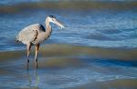 Great Blue Heron - Photo Credit: Photo by Dulcey Lima on Unsplash