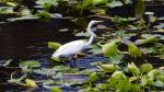 Great White Egret at Six Mile Cypress Slough Preserve - Photo Credit: Photo by Rusty Watson on Unsplash