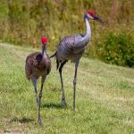 Sweetwater Wetlands Park - Photo Credit: Photo by Joshua J. Cotten on Unsplash