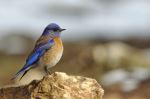 male western bluebird - Photo Credit: Photo by Benoit Gauzere on Unsplash