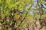 Lilac Roller - Photo Credit: Photo by Little Nature on Unsplash