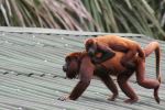 Howler Monkey - Photo Credit: Photo by Deb Dowd on Unsplash