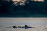Tucuxi, or gray river dolphin - Photo Credit: Photo by EcoNaturalist.com on Unsplash