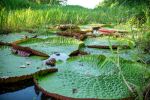 Giant water lily (Victoria amazonica) - Photo Credit: Photo by EcoNaturalist.com on Unsplash