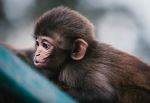 Monkey at Swayambhu Mahachaitya - Photo Credit: Photo by Martin Jernberg on Unsplash