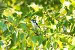 Downy Woodpecker - Photo Credit: Photo by Rodney Saigeon on Unsplash