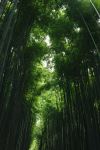 Arashiyama Bamboo Forest - Photo Credit: Photo by TOMOKO UJI on Unsplash