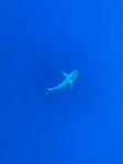 Galapagos Shark - Photo Credit: Photo by Dylan Shaw on Unsplash