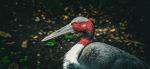Sarus crane - Photo Credit: Photo by Eric R. on Unsplash