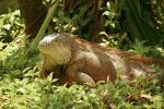 Iguana - Photo Credit: Photo by Occy on Unsplash