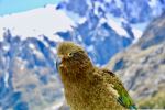 Kea - Photo Credit: Photo by Hongbin on Unsplash