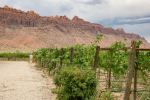 vineyard in the Spanish Valley of Moab - Photo Credit: Photo by Lydia Venjohn on Unsplash