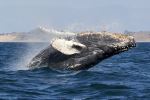Humpback Whale - Photo Credit: Photo by Mike Doherty on Unsplash