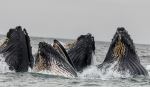 Humpback Whales - Photo Credit: Photo by Vivek Kumar on Unsplash
