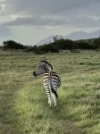 Gondwana Game Reserve - Photo Credit: Photo by Sally Bryden on Unsplash