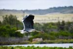 Grey Heron - Photo Credit: Photo by Nicole Wreyford on Unsplash