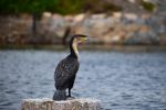 White Breasted Cormorant - Photo Credit: Photo by Nicole Wreyford on Unsplash