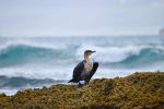 White Breasted Cormorant - Photo Credit: Photo by Nicole Wreyford on Unsplash