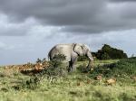 Gondwana Game Reserve - Photo Credit: Photo by Sally Bryden on Unsplash