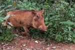 warthog at Giraffe sanctuary - Photo Credit: Photo by David Clode on Unsplash
